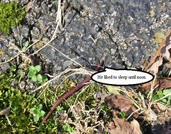the smallest worm will turn, being trodden on
